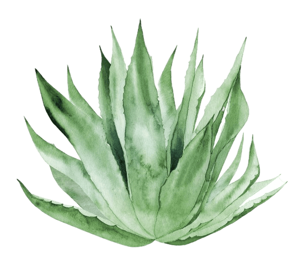 Agave Illustration