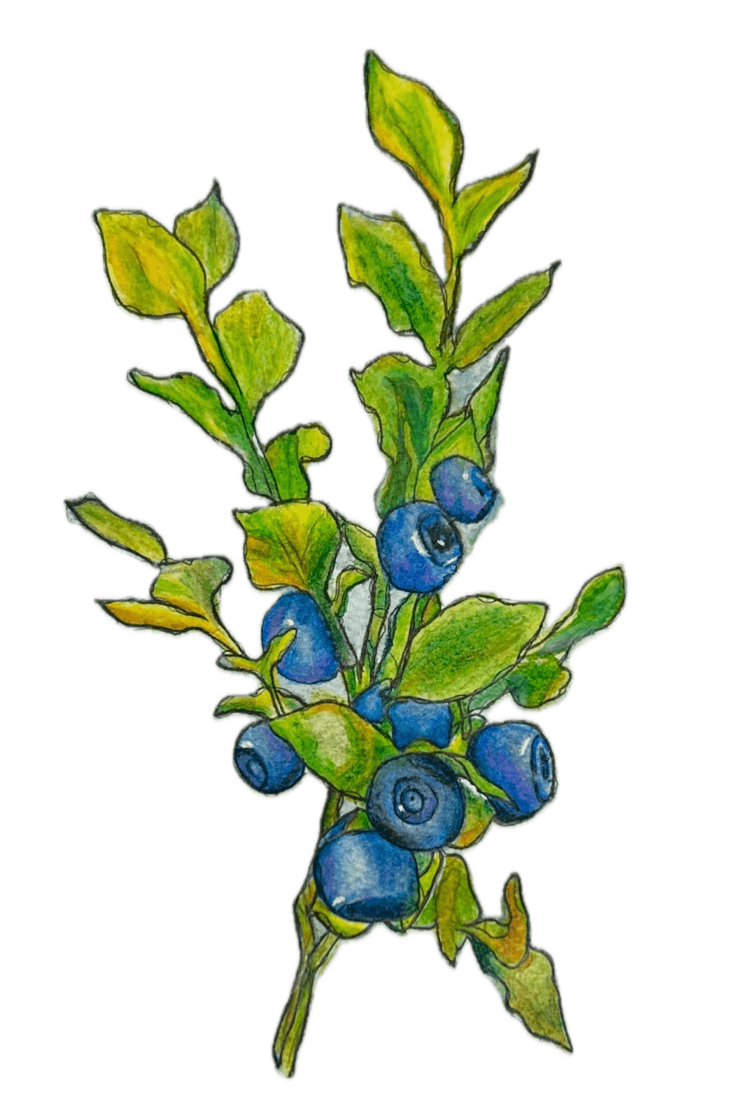 Blueberry Illustration