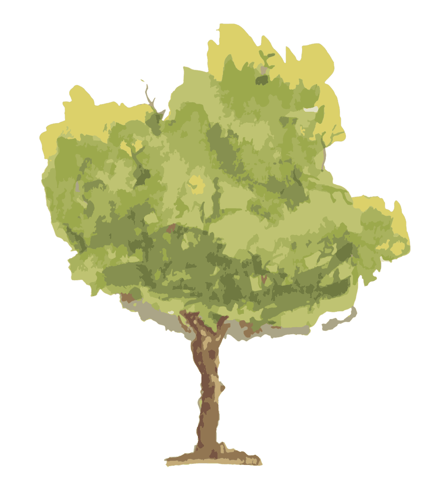 Jonathan standing in front of a Jacaranda tree.